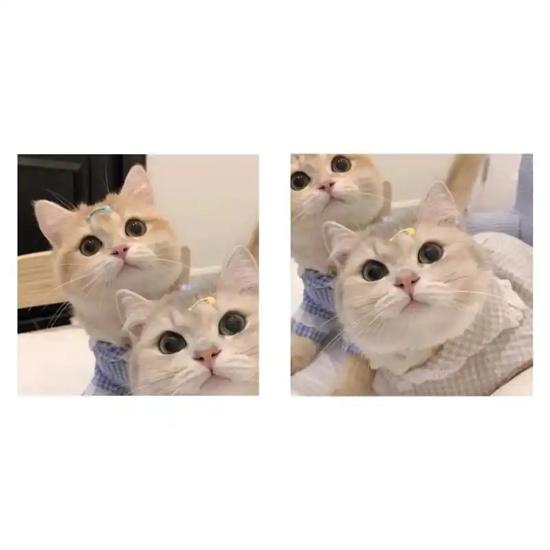 小猫咪情侣头像