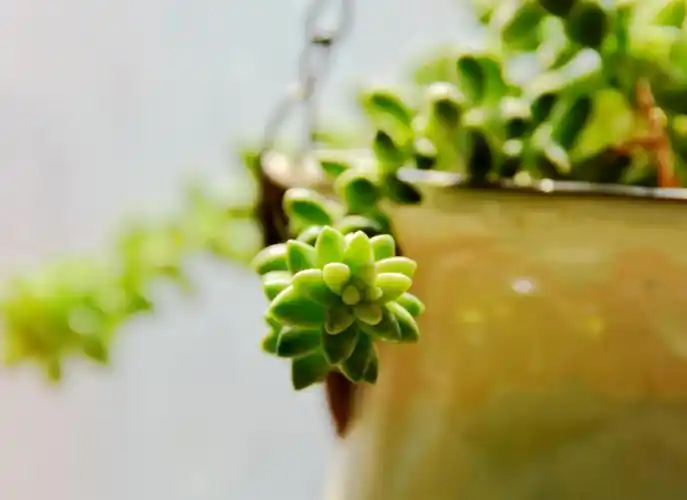 一花一世界,品茶,看书,听音乐,坐草木之间,禅花意境,让心灵做一次spa!