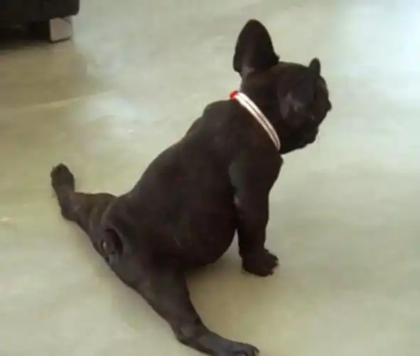 马做的完美,双腿完全打开了,而且还是笔直的,迷一般的肥臀看着好可爱!