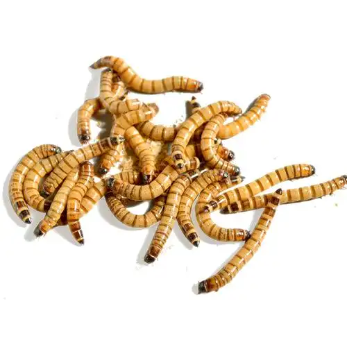 大麦麦虫活虫营养高蛋白龙鱼守宫刺猬蜘蛛蝎子爬虫