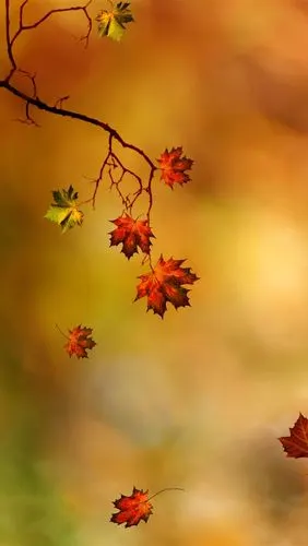 壁纸 秋天,红枫叶,橙色背景 5120x2880 uhd 5k 高清壁纸, 图片, 照片