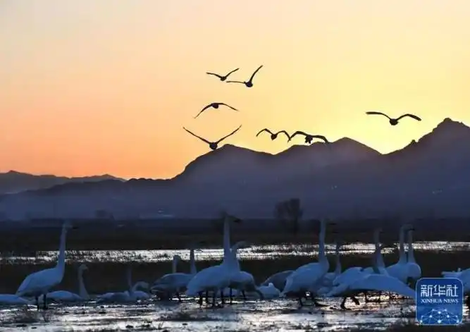 河北怀来官厅水库飞鸟成云
