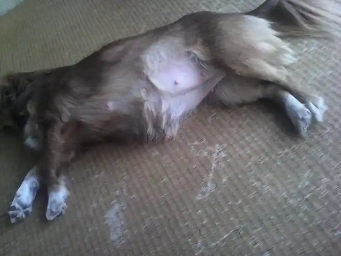 看看这个狗狗怀孕多长时间了