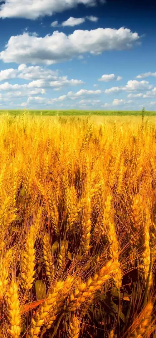 美丽麦田风光摄影高清手机壁纸_风景_手机壁纸下载_美桌网