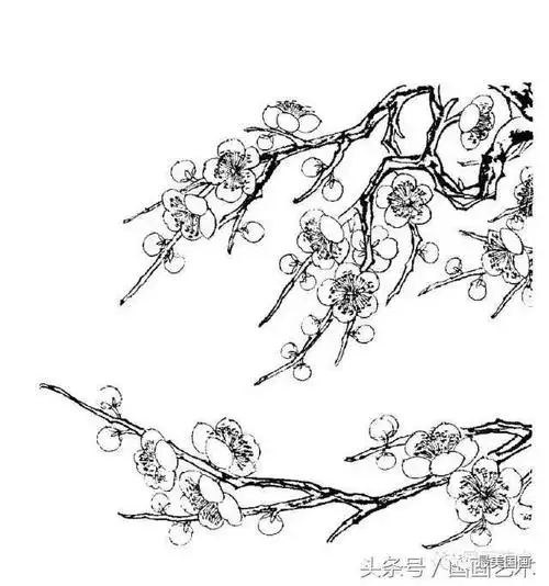 白描梅花绘画手稿参照练笔用