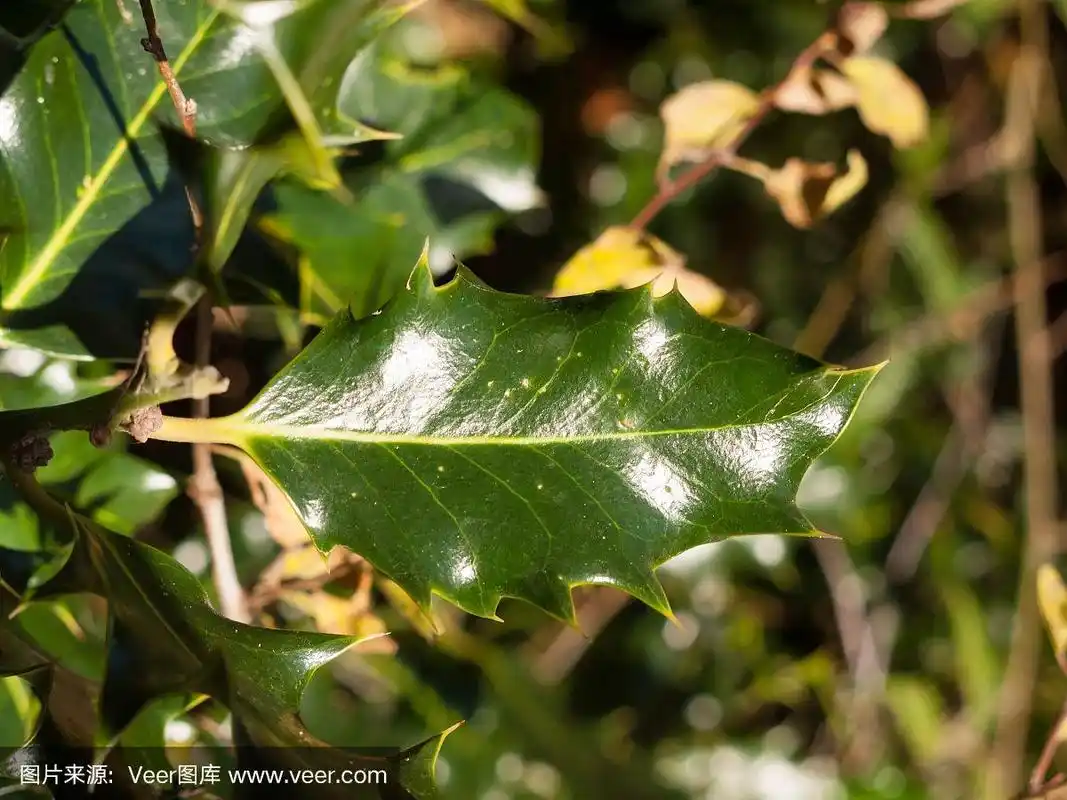 尖的,叶子,自然美,黑色,荆棘