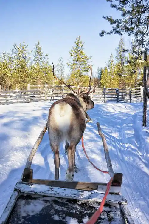 驯鹿雪橇比赛在芬兰拉普兰
