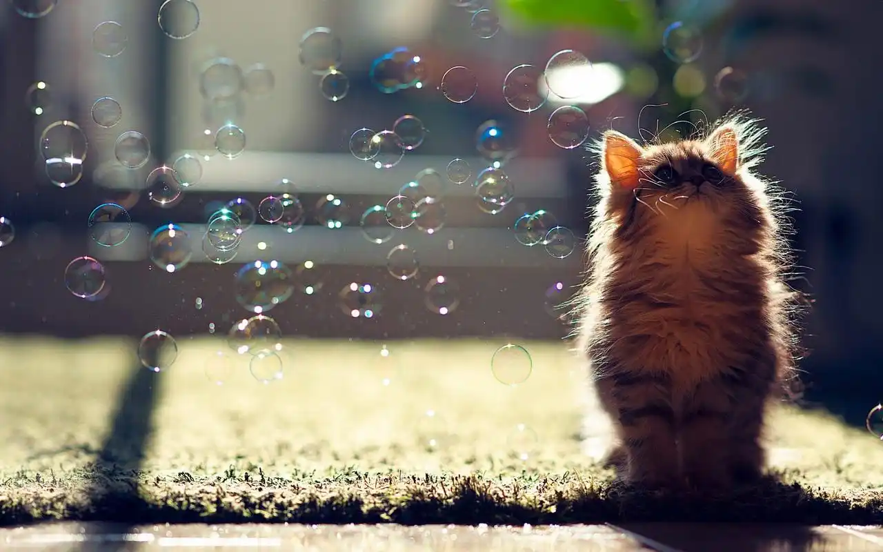 呆萌可爱喵星人高清图片桌面壁纸