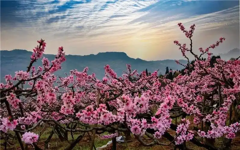 十里桃花节 空灵天籁音:龙泉驿区第五小学校艺帆民乐团来啦!