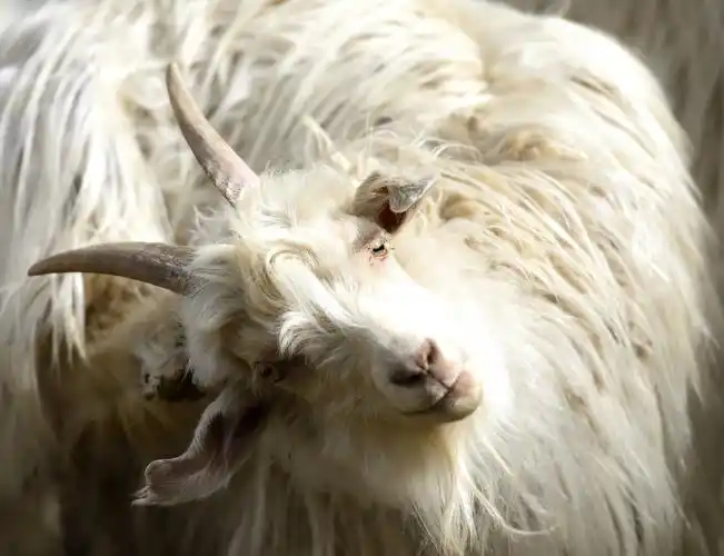 山羊作业之三:你看着我 - 美篇