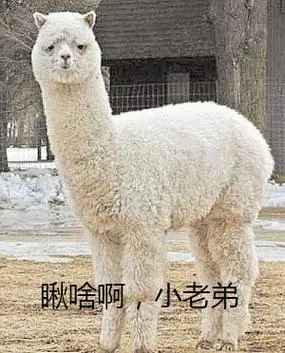 羊驼,羊驼可爱图片-皮蛋表情包