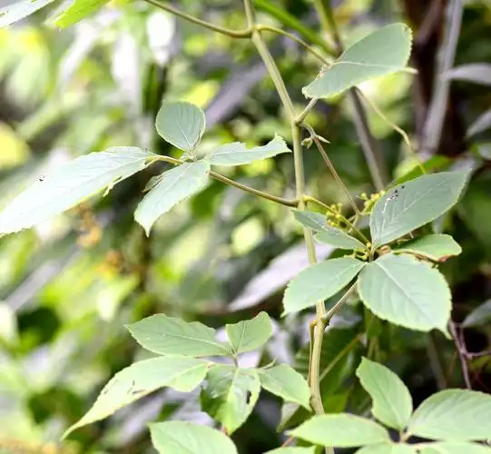 高望界保护区植物-白毛乌蔹莓(一)