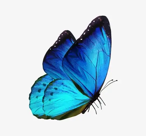 昆虫所需点数:0点关键词:翩翩飞舞蓝色蝴蝶,蝴蝶,蓝色,梦幻,2400*