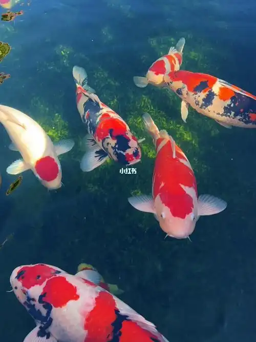 庭院水景水质要清到极致鱼要大到极致风