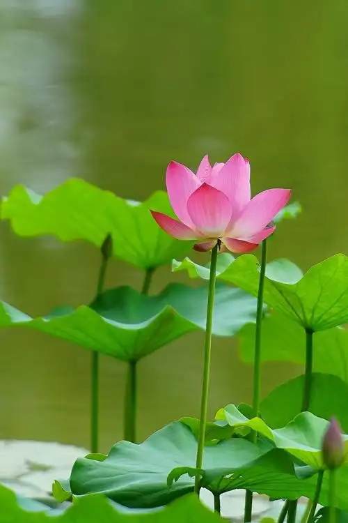 8自动对焦转接环拍摄荷花特写摄影图片】生态摄影_太平洋电脑网摄影