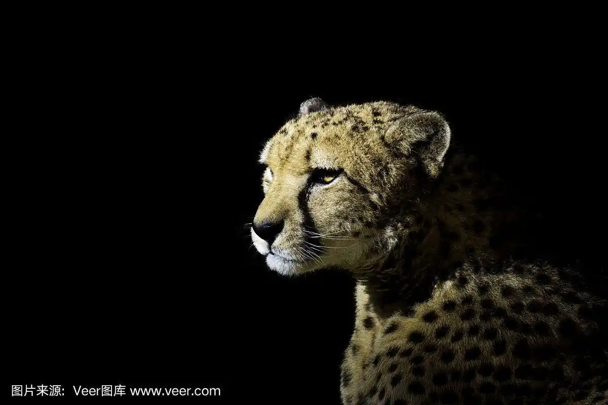 黑色背景上的猎豹