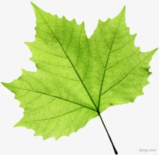 绿色枫叶植物png素材透明免抠图片-动植人物