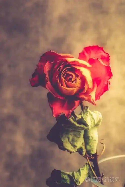 干橙玫瑰美丽的凋谢的花