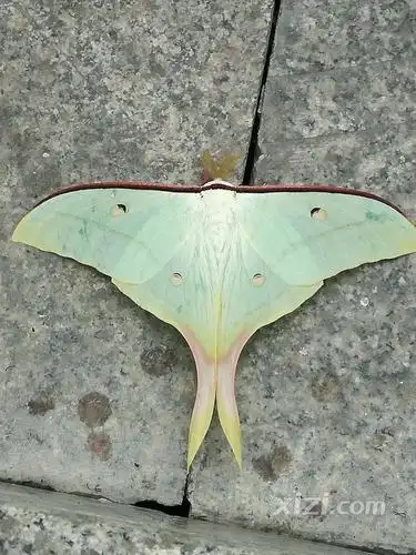 大水青蛾,身宽约12厘米,翅膀呈水青色,后翅的尾端伸长成尾带,为燕尾状