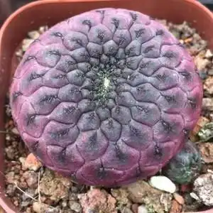 红丽丸有小萝卜根3-4公分仙人球 室内防辐射 栽闽邹精品仙人