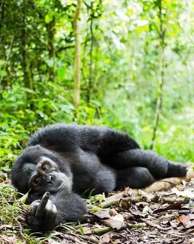 动物们最奇葩的瞬间,让人笑的喷饭