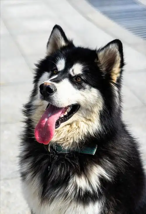 阿拉斯加犬怎么养才最正确?这9个小技巧,你可要学会了.