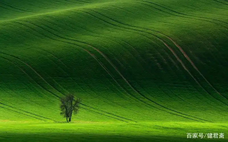 看绿色植物可以缓解眼疲劳,手机绿色壁纸可不行