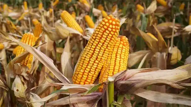 九衡517黄淮海夏玉米籽粒机收新标杆——籽粒直收918.6公斤/亩!