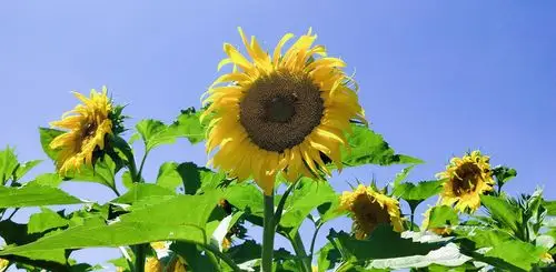 手机拍摄风景照之七