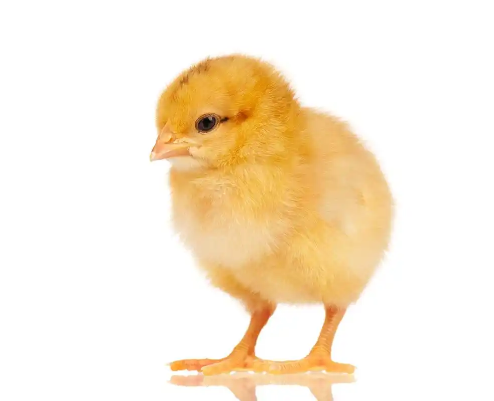 小小的鸡,孤立在白色背景上的可爱小鸡