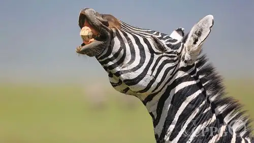 中少科普资源库——非洲野生动物——斑马