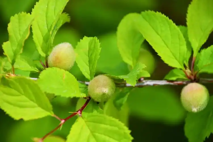 榆叶梅果实原创拍摄