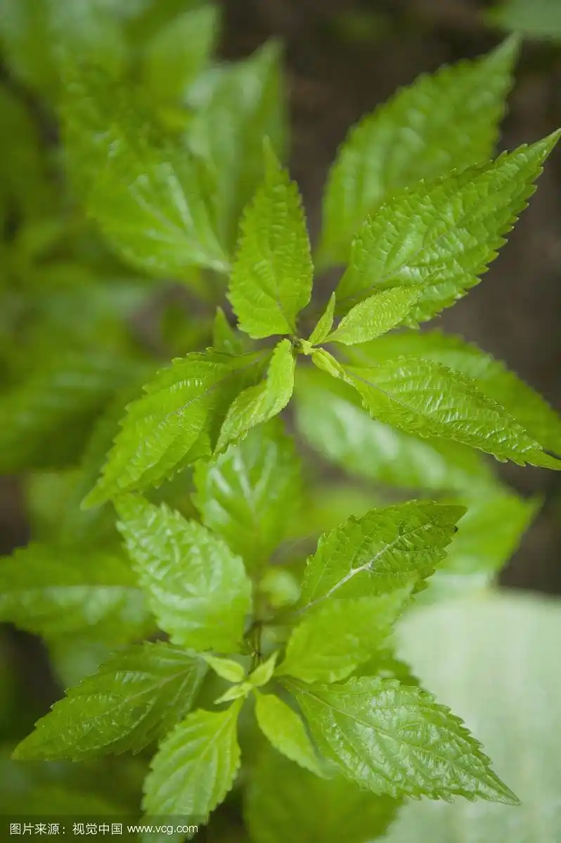 显脉香茶菜,草本植物,广西药用植物园