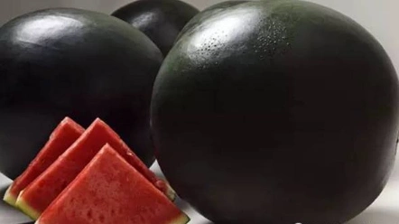 黑皮西瓜,这种皮黑,光滑的西瓜据说有种特殊的甜味,仅生长于北海道,年