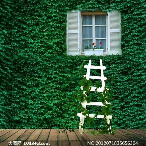 绿色爬山虎与窗户影楼摄影背景图片
