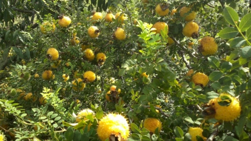 树枝上密密麻麻的这种黄彤彤的果子,浑身长满刺却很是抢手