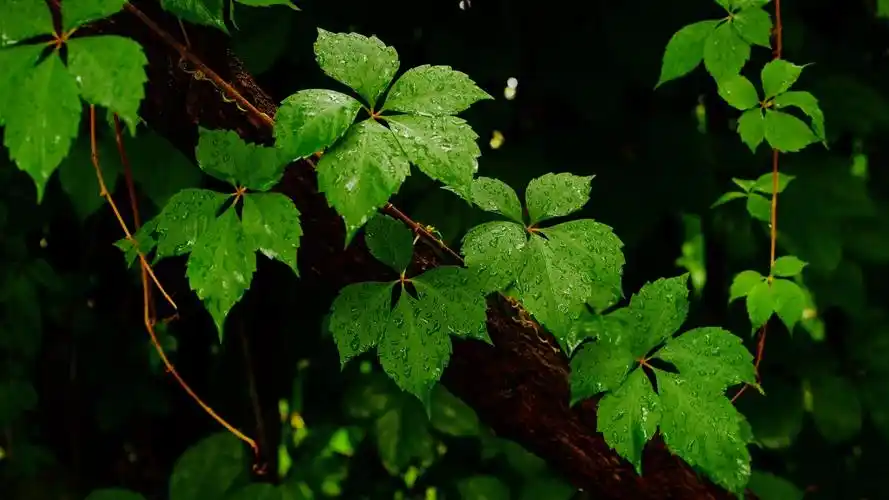 绿色治愈系小短片 愿你亲近自然 汲取力量