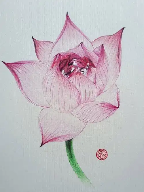 彩铅荷花,画画很磨人,画彩铅更磨人.