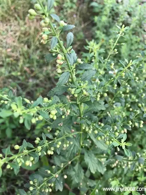 甘草有毒副作用吗甘草直接吃可以吗