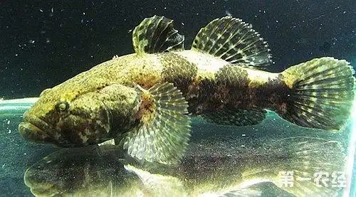 笋壳鱼你了解吗?