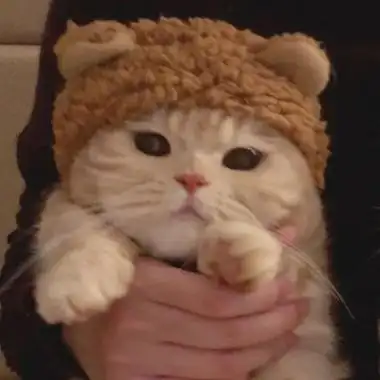 宠物闺蜜头像一左一右高清可爱的猫咪萌宠闺蜜头像一左一右图片