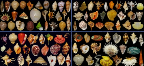 种类繁多的贝壳家族