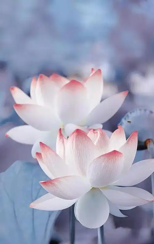 壁纸心若如莲怡然自得