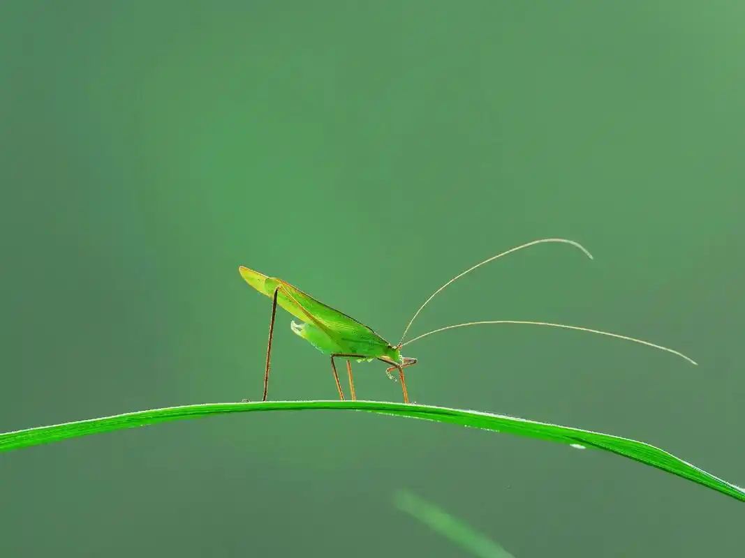 昆虫图.#蜻蜓 #微距镜头下的世界 #观察昆虫 #昆虫世界 - 抖音