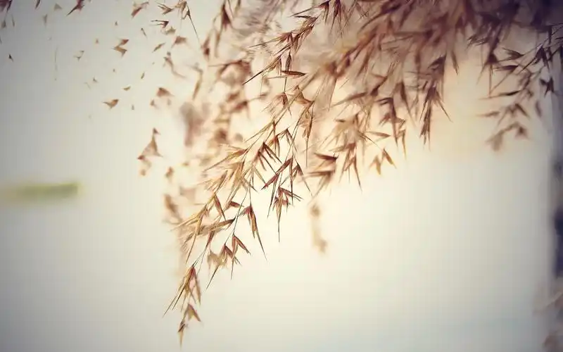 清新淡雅的中国风古典简约背景系列桌面壁纸高清