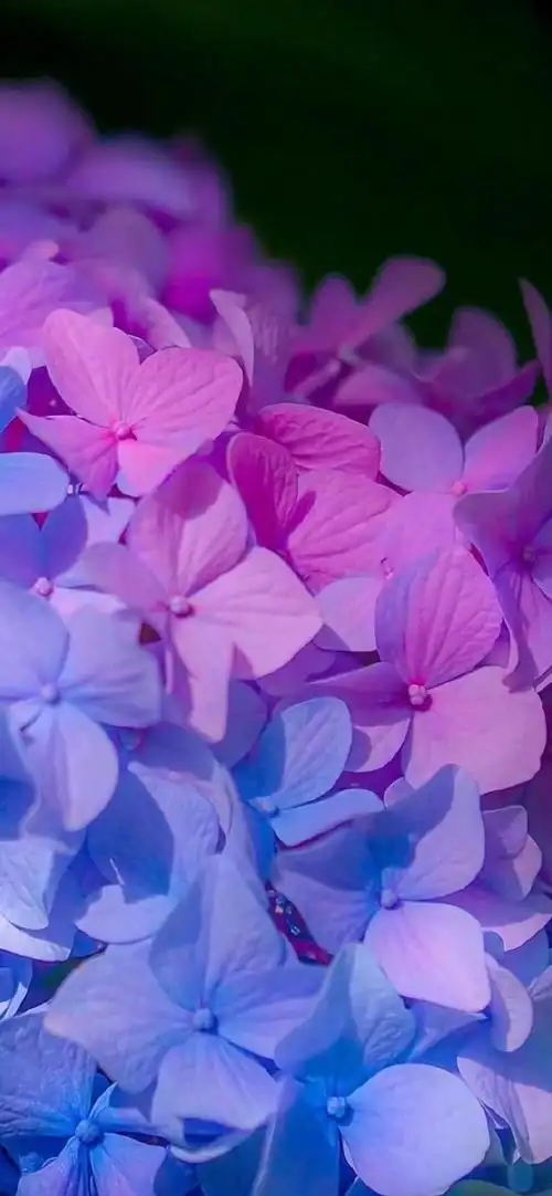 绣球花 - 堆糖,美图壁纸兴趣社区