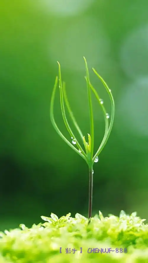 护眼壁纸 微信聊天背景 【影子】 chenwf-888