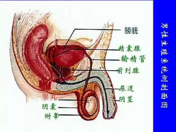 七级生物人教版第四单元第一章第二节人的生殖