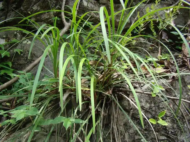 后河保护区禾叶山麦冬二