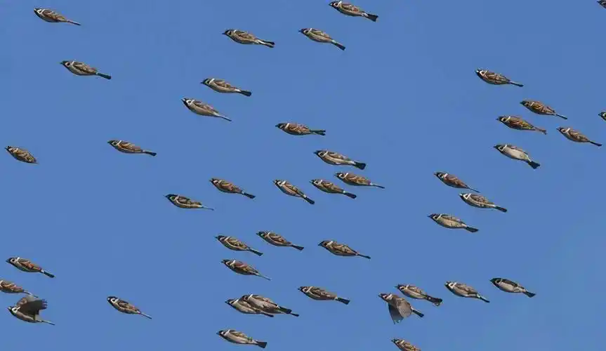 原创麻雀变身飞天鱼群天空罕见神同步画面网友惊叹大自然的奥妙
